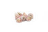 trochus strawberry pink seashells for sale